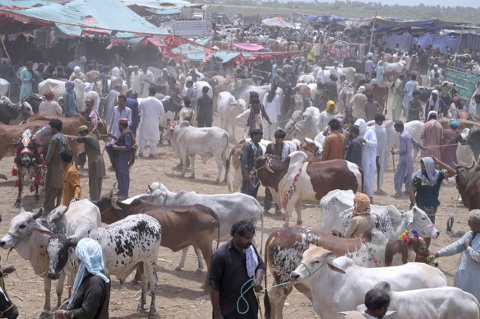 A large number of sacrificial animals on display at animal market Hatri Bypass