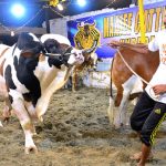 Vendors displaying sacrificial animals to attract the customers at Cattle Farm in connection with upcoming Eidul Azha at Latifabad