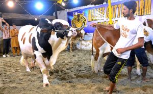 Vendors displaying sacrificial animals to attract the customers at Cattle Farm in connection with upcoming Eidul Azha at Latifabad