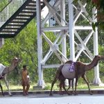 A nomad family with their camel crosses the road while selling fresh camel milk in the federal capital