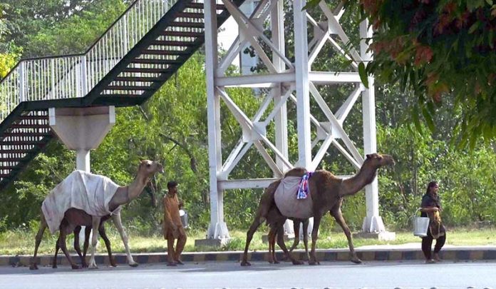 A nomad family with their camel crosses the road while selling fresh camel milk in the federal capital