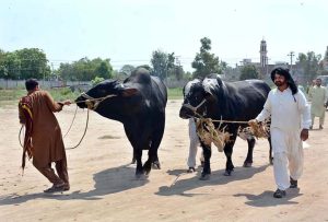 Vendors unloading sacrificial animals from vehicle at Animal Market in connection with upcoming Eidul Azha