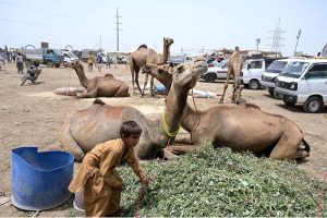 A large number of sacrificial animals on display at animal market Hatri Bypass