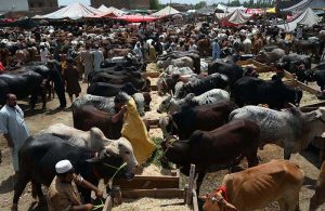 Buying and selling activity is in full swing at the cattle market on the Ring Road as vendors are offering sacrificial animals for sale to attract buyers ahead of Eid-ul-Adha