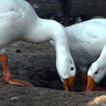 Ducks eating food at Lake View birds Aviary in the Federal Capital