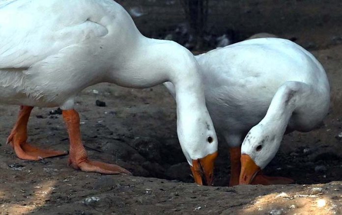 Ducks eating food at Lake View birds Aviary in the Federal Capital