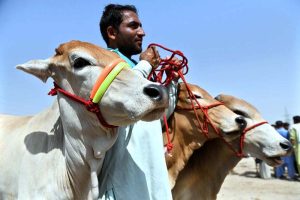 Vendors displaying sacrificial animals to attract the customers at Cattle Farm in connection with upcoming Eidul Azha at Latifabad