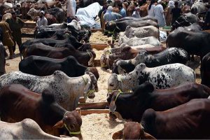 Buying and selling activity is in full swing at the cattle market on the Ring Road as vendors are offering sacrificial animals for sale to attract buyers ahead of Eid-ul-Adha