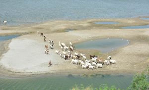 A large number of goats on the way for grazing on the riverbed of Indus River.