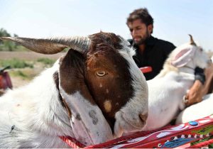 Vendors displaying sacrificial animals to attract the customers at Cattle Farm in connection with upcoming Eidul Azha at Latifabad