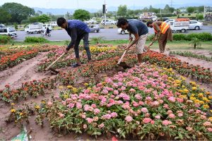 CDA workers rearranging the flowers along the roadside of Islamabad Expressway after heavy rain experienced in the twin cities.