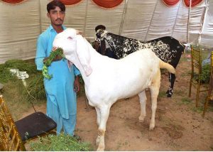 Vendors unloading sacrificial animals from vehicle at Animal Market in connection with upcoming Eidul Azha