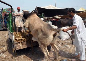 Buying and selling activity is in full swing at the cattle market on the Ring Road as vendors are offering sacrificial animals for sale to attract buyers ahead of Eid-ul-Adha