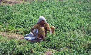A farmer woman cutting the spinach at field during scorching heat.