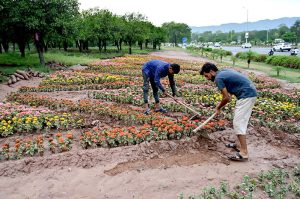 CDA workers rearranging the flowers along the roadside of Islamabad Expressway after heavy rain experienced in the twin cities.