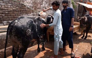 Buying and selling activity is in full swing at the cattle market on the Ring Road as vendors are offering sacrificial animals for sale to attract buyers ahead of Eid-ul-Adha