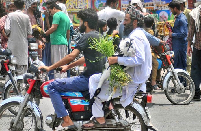 A person carries a goat while sitting on rear seat of motorcycle heading towards his destination