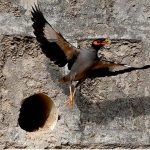 A myna bird searches for a cool shelter amid the sweltering heat near Zero point in the Federal Capital
