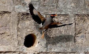 A myna bird searches for a cool shelter amid the sweltering heat near Zero point in the Federal Capital
