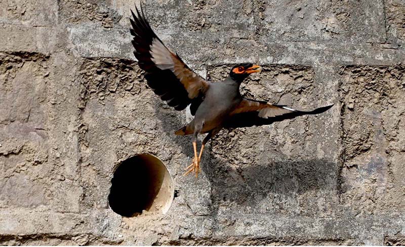 A myna bird searches for a cool shelter amid the sweltering heat near Zero point in the Federal Capital