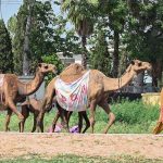 A family strolls with their camels to sell fresh milk in a street in the federal capital