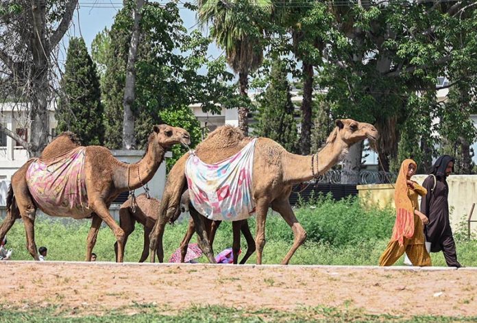 A family strolls with their camels to sell fresh milk in a street in the federal capital