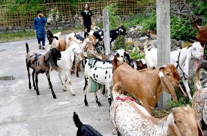 Vendors on their way to display sacrificial animals to attract the customers in the federal capital.