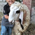A child expresses joy while hugging his sacrificial sheep, part of the traditional preparations for Eidul Azha observed with religious fervor across Pakistan