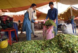A buyer purchases fresh green fodder for sacrificial animals from a stall at the Ring Road cattle market ahead of Eid-ul-Azha