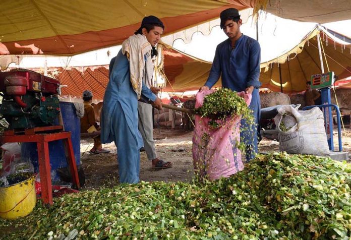 A buyer purchases fresh green fodder for sacrificial animals from a stall at the Ring Road cattle market ahead of Eid-ul-Azha