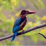 An Oriental Dwarf Kingfisher perches on a tree branch