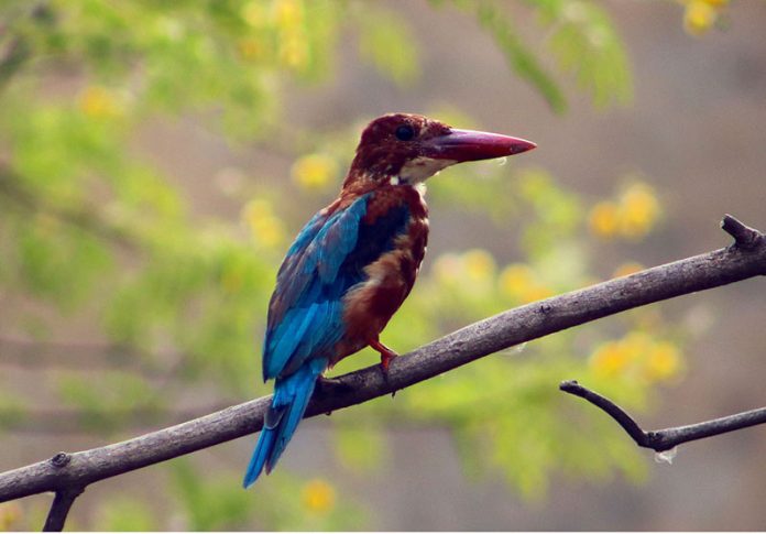 An Oriental Dwarf Kingfisher perches on a tree branch