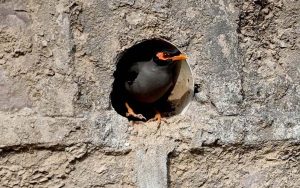 A myna bird searches for a cool shelter amid the sweltering heat near Zero point in the Federal Capital