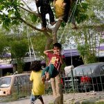 Children playing on tree at Local park in the Federal Capital