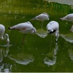 Flamingos stand in a water pond in a relaxed posture, cooling off during the sweltering heat at Lakeview Aviary in the Federal Capital