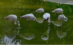 Flamingos stand in a water pond in a relaxed posture, cooling off during the sweltering heat at Lakeview Aviary in the Federal Capital