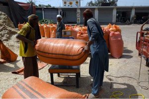 Laborers weigh sacks of dry fodder chuff for cattle before selling in the Chamkani area, with increased demand as Eid ul Azha approaches