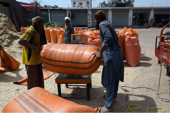 Laborers weigh sacks of dry fodder chuff for cattle before selling in the Chamkani area, with increased demand as Eid ul Azha approaches