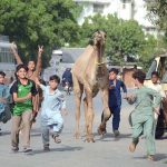 Youngsters taking a sacrificial camel for an outing through the street of a city neighborhood ahead of Eid ul Adha.
