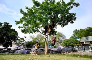 Children playing on tree at Local park in the Federal Capital