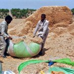 The farmer collects fodder for his animals