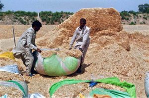 The farmer collects fodder for his animals