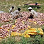 Farmers sorting and packing onions in bags for supply to vegetable market