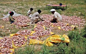Farmers sorting and packing onions in bags for supply to vegetable market