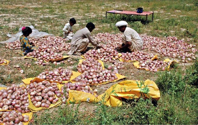 Farmers sorting and packing onions in bags for supply to vegetable market