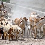 Shepherds lead their cattle home after a day of grazing near Bypass