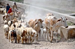 Shepherds lead their cattle home after a day of grazing near Bypass