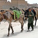A youngster labourer on the way along with donkeys near a local bricks kiln as the world celebrates International Labour Day. May 1st, International Workers' Day, commemorates the historic struggles of working people worldwide. In 1884, the Federation of Organized Trades and Labour Unions passed a resolution declaring that eight hours would constitute a legal day's work, effective from May 1, 1886