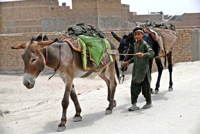 A youngster labourer on the way along with donkeys near a local bricks kiln as the world celebrates International Labour Day. May 1st, International Workers' Day, commemorates the historic struggles of working people worldwide. In 1884, the Federation of Organized Trades and Labour Unions passed a resolution declaring that eight hours would constitute a legal day's work, effective from May 1, 1886