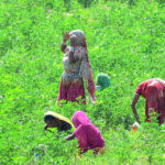 Farmer women busy in routine work in their farm field
